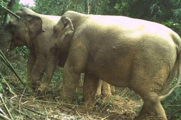 Viet Nam announces elephant conservation action plan