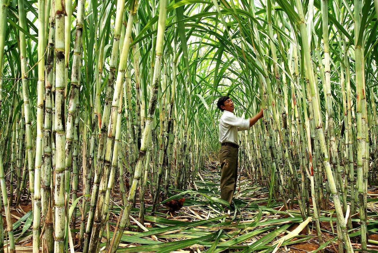 Reducing carbon emissions in 8,000ha sugarcane growing area in Thanh Hoa