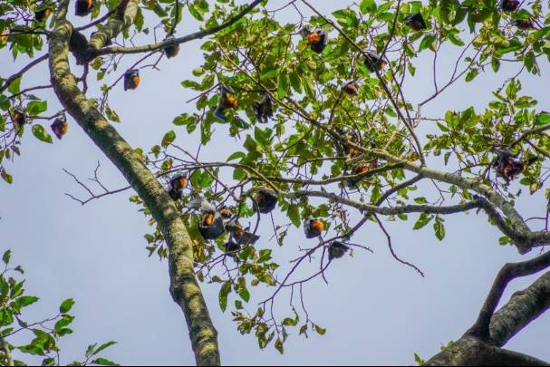 First international conference on bat conservation in Southeast Asia area held in Viet Nam