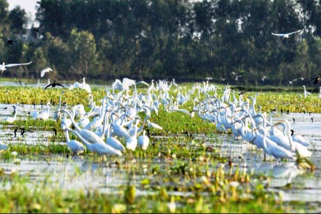 Viet Nam: Wetlands Cover 37% of the Country's Land Area