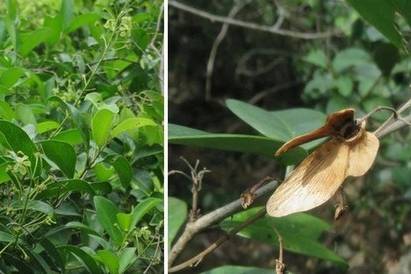 Viet Nam Discovers New Plant Species Unknown to the World